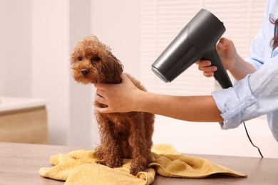 Photo of Woman drying fur of cute Maltipoo dog after washing in bathroom. Lovely pet