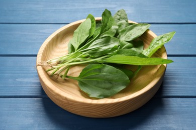 Photo of Broadleaf plantain leaves on blue wooden table