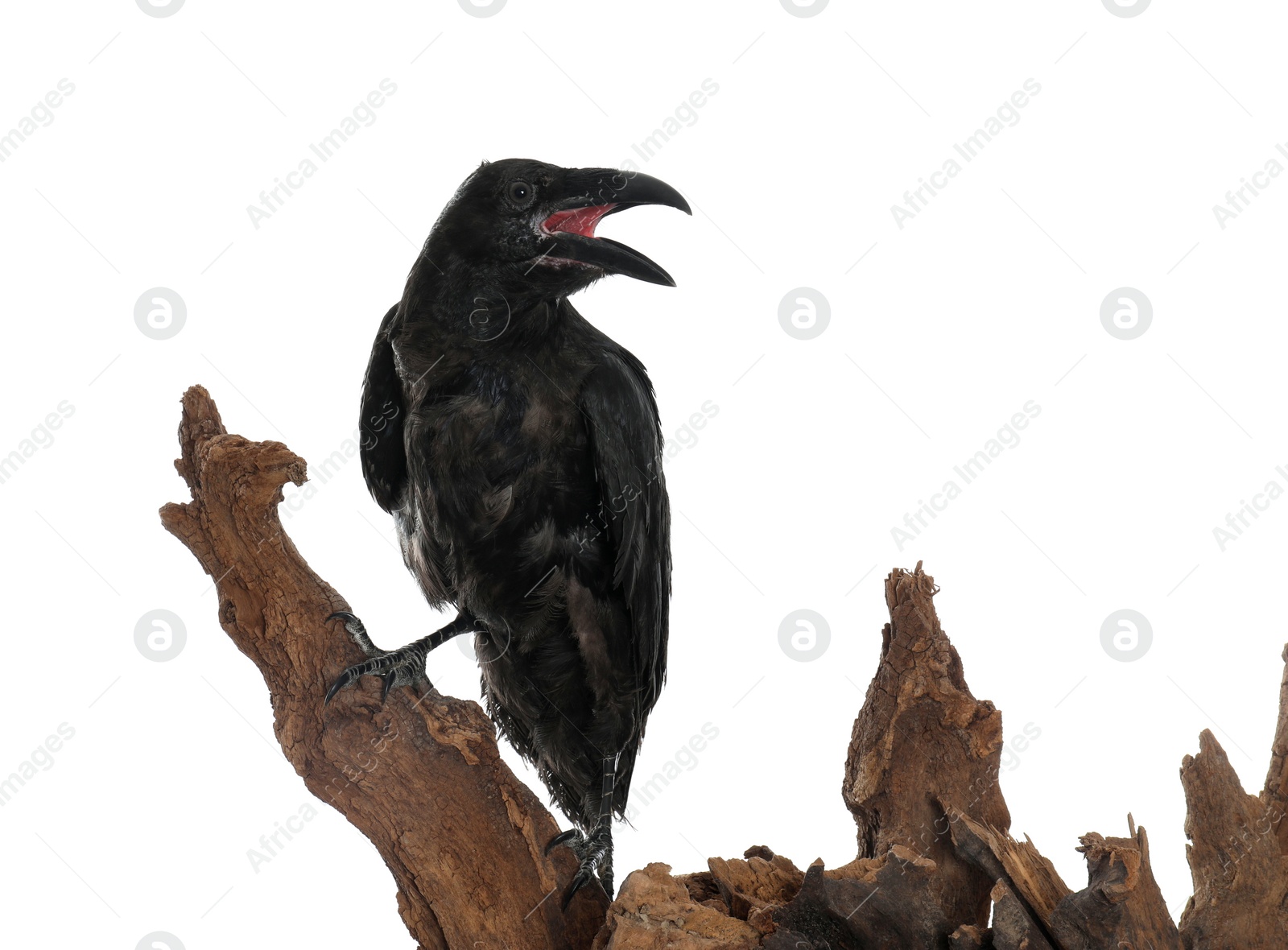 Photo of Beautiful common raven perched on wood against white background