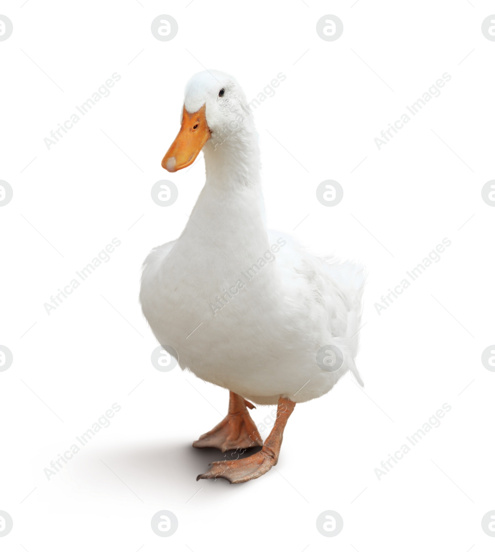 Image of Domestic duck isolated on white. Farm animal