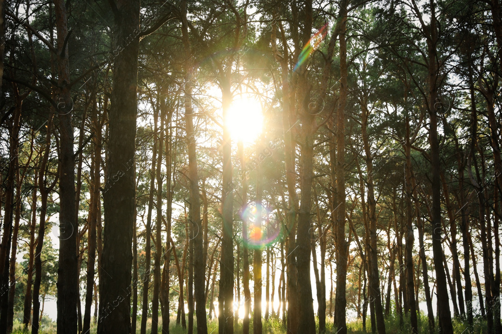 Photo of Beautiful view of sunset in conifer forest