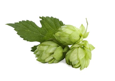 Photo of Fresh hop flowers with leaf on white background
