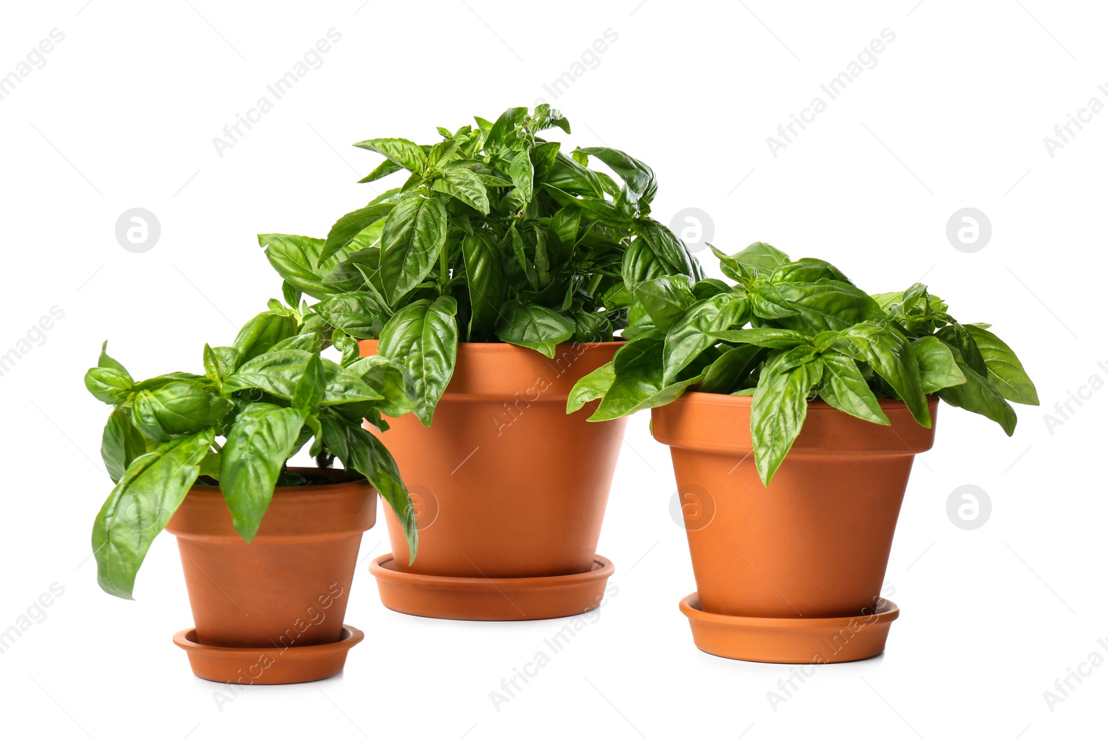 Photo of Lush green basil in pots on white background