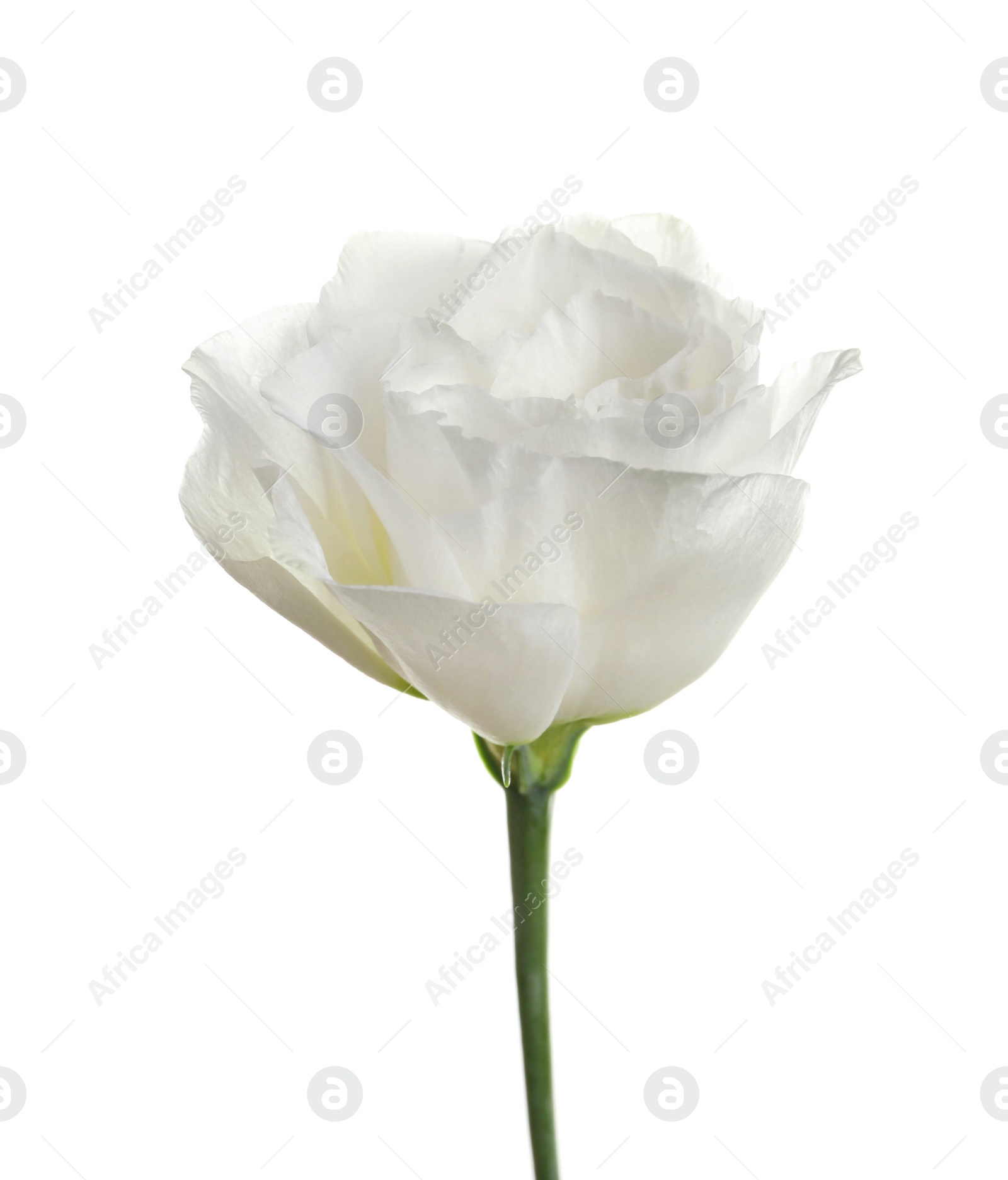 Photo of Beautiful Eustoma flower on white background