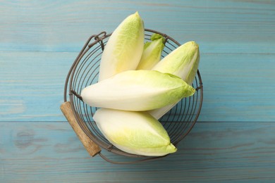 Photo of Fresh raw Belgian endives (chicory) in metal basket on light blue wooden table, top view