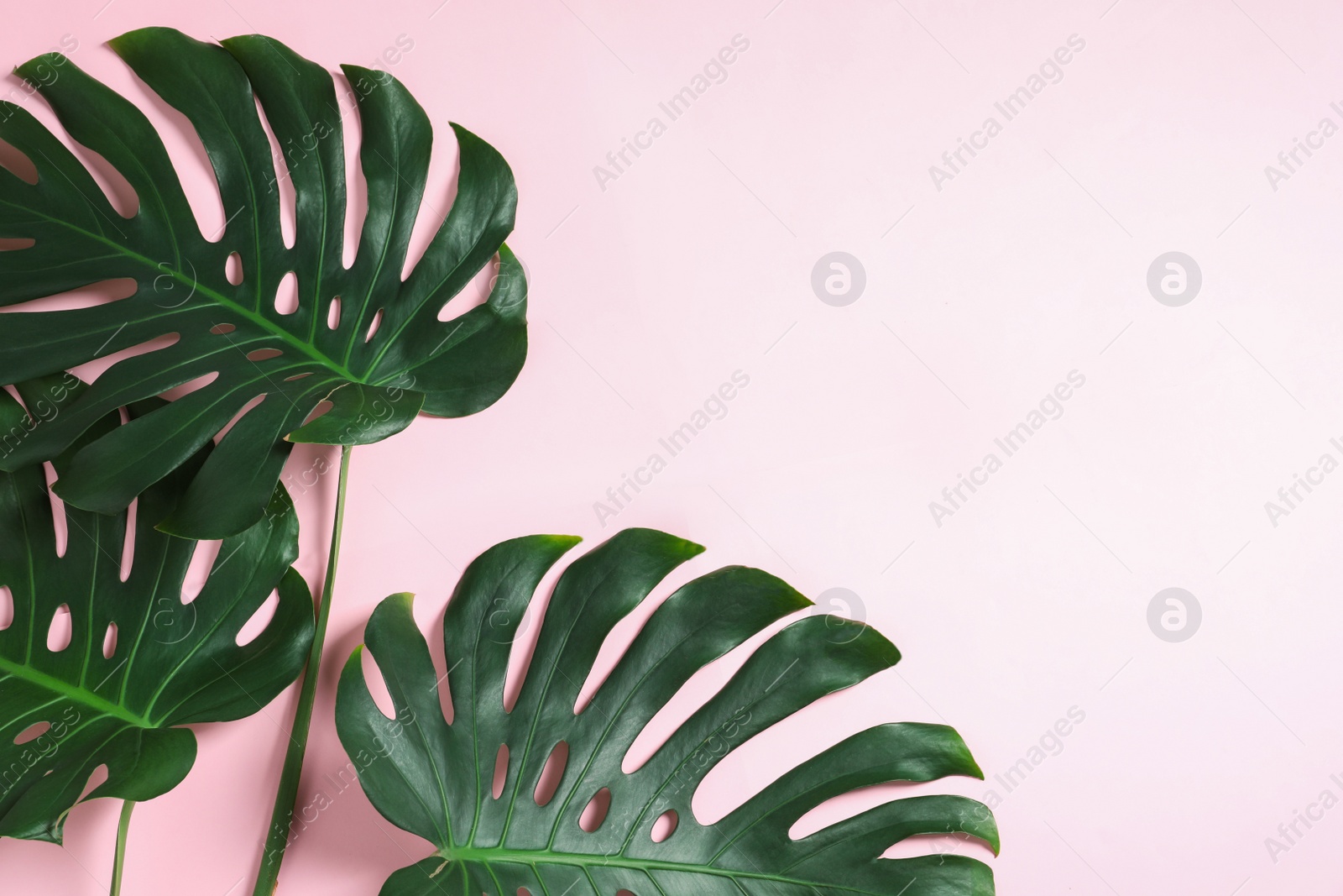 Photo of Green fresh monstera leaves on color background, flat lay with space for text. Tropical plant