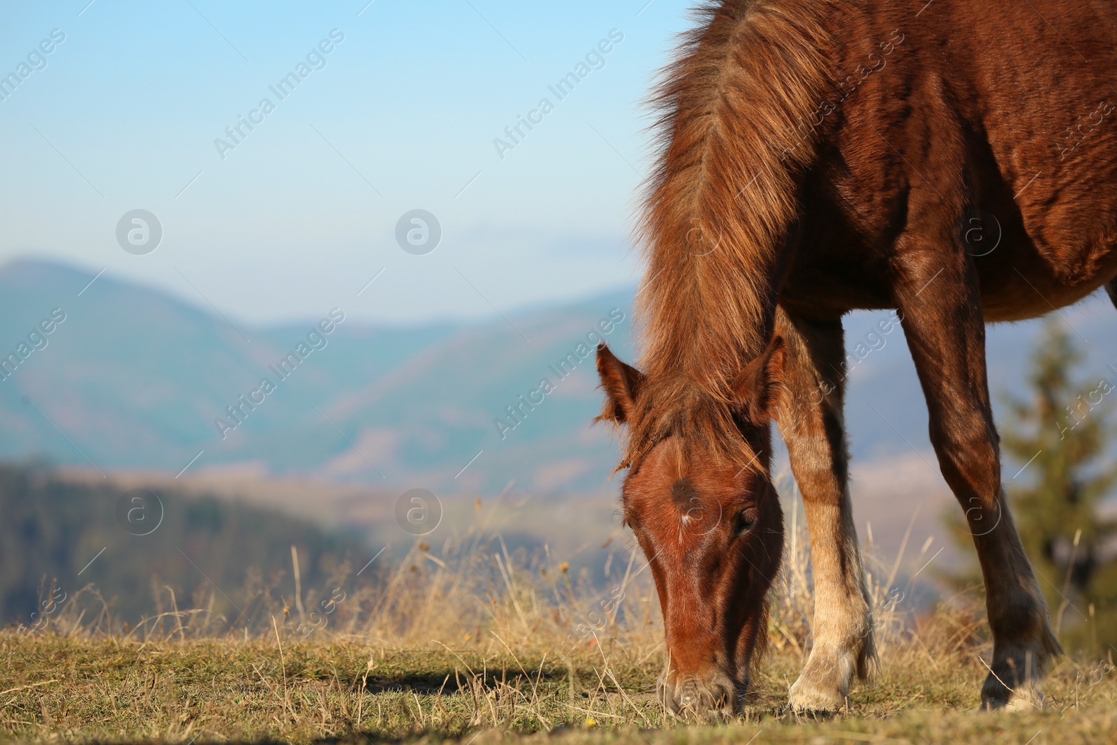 Photo of Brown horse grazing in mountains on sunny day. Beautiful pet