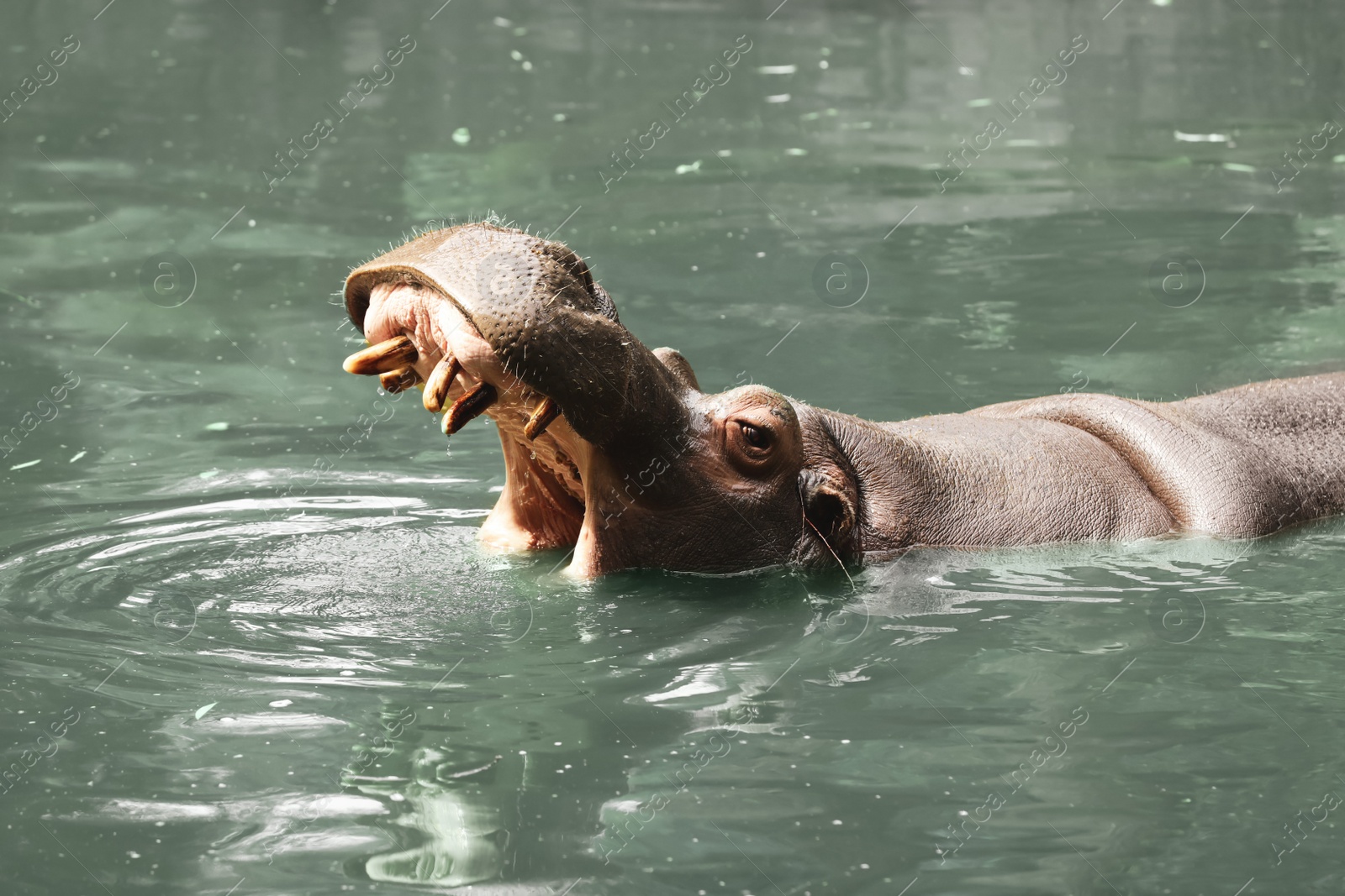 Photo of Big hippopotamus swimming in pond at zoo