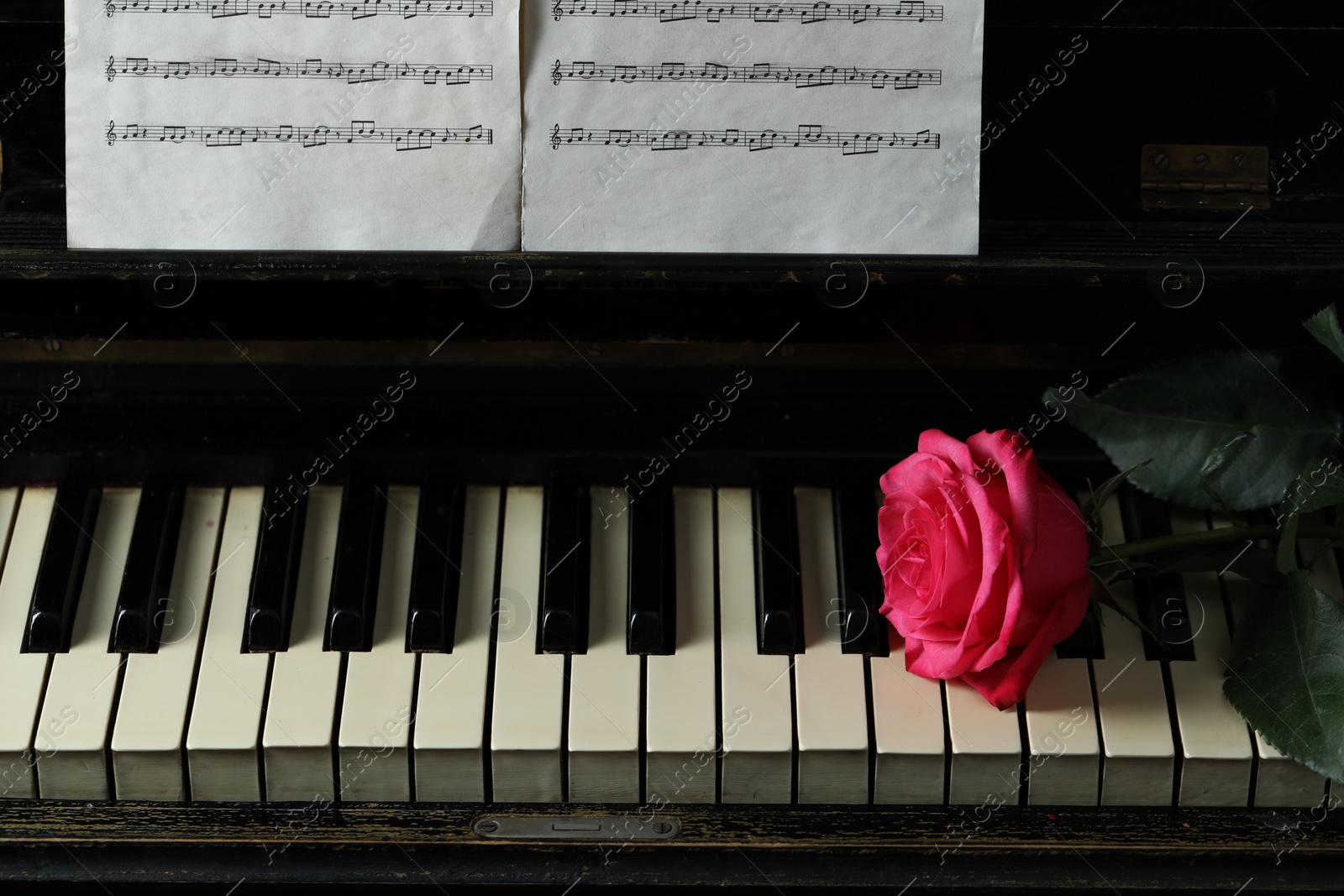 Photo of Beautiful pink rose and musical notes on piano