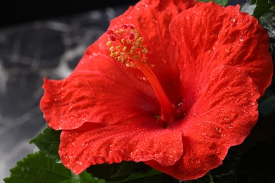 Photo of Beautiful red hibiscus flower with water drops and green leaves against blurred background, closeup