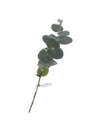 Photo of Eucalyptus branch with fresh leaves on white background