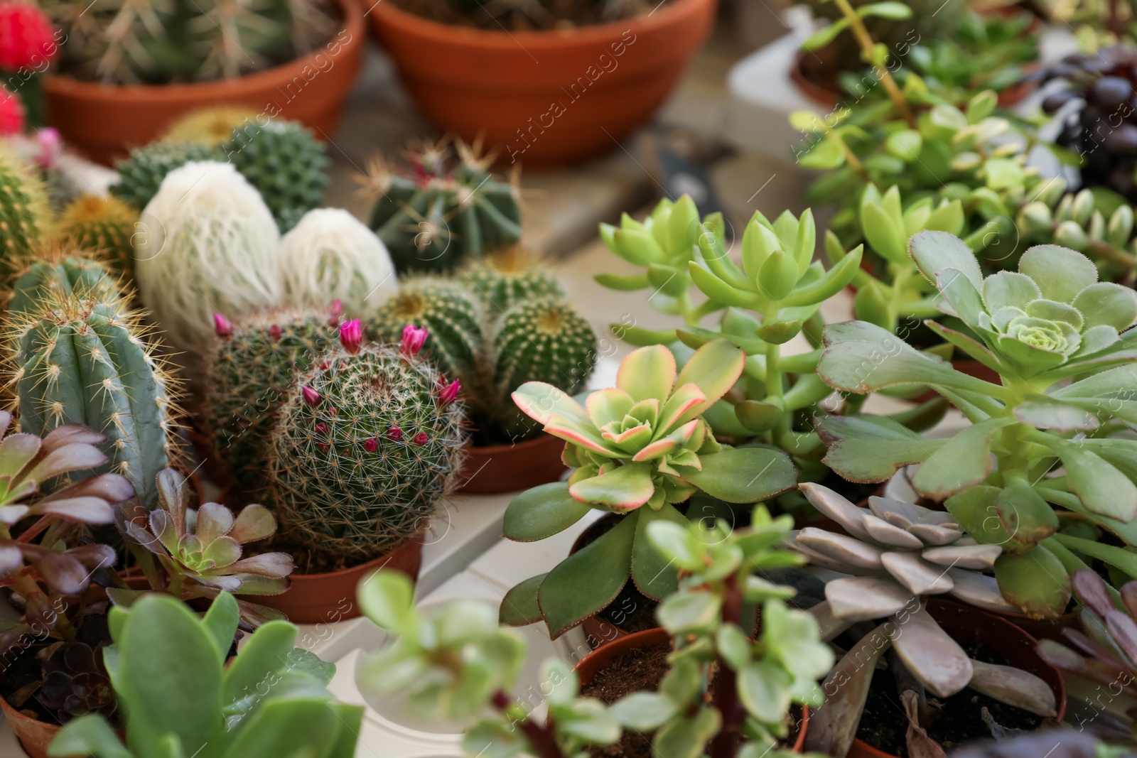 Photo of Many different cacti and succulent plants on table