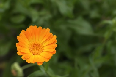 Photo of Beautiful blooming calendula flower outdoors, closeup. Space for text