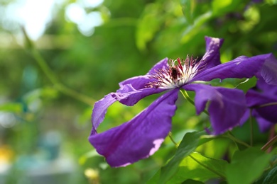 Photo of Beautiful blooming clematis in green garden on sunny day, closeup. Space for text