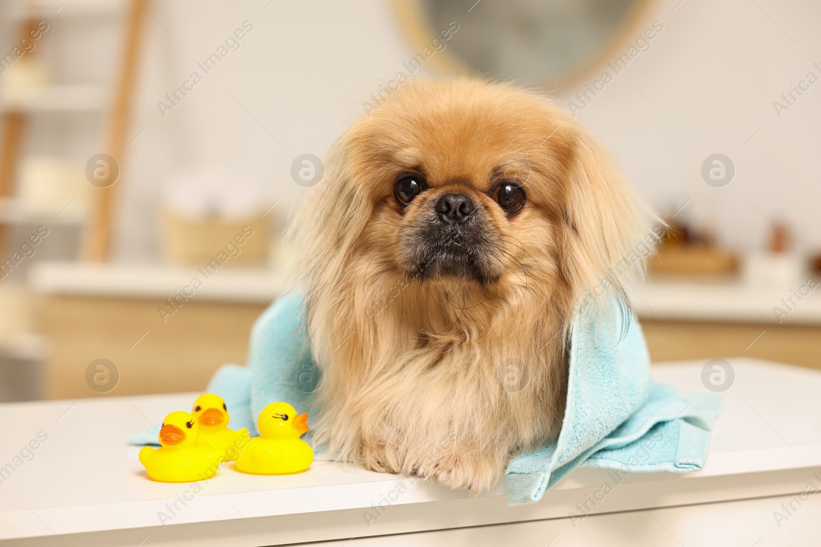 Photo of Cute Pekingese dog with towel and rubber ducks in bathroom. Pet hygiene