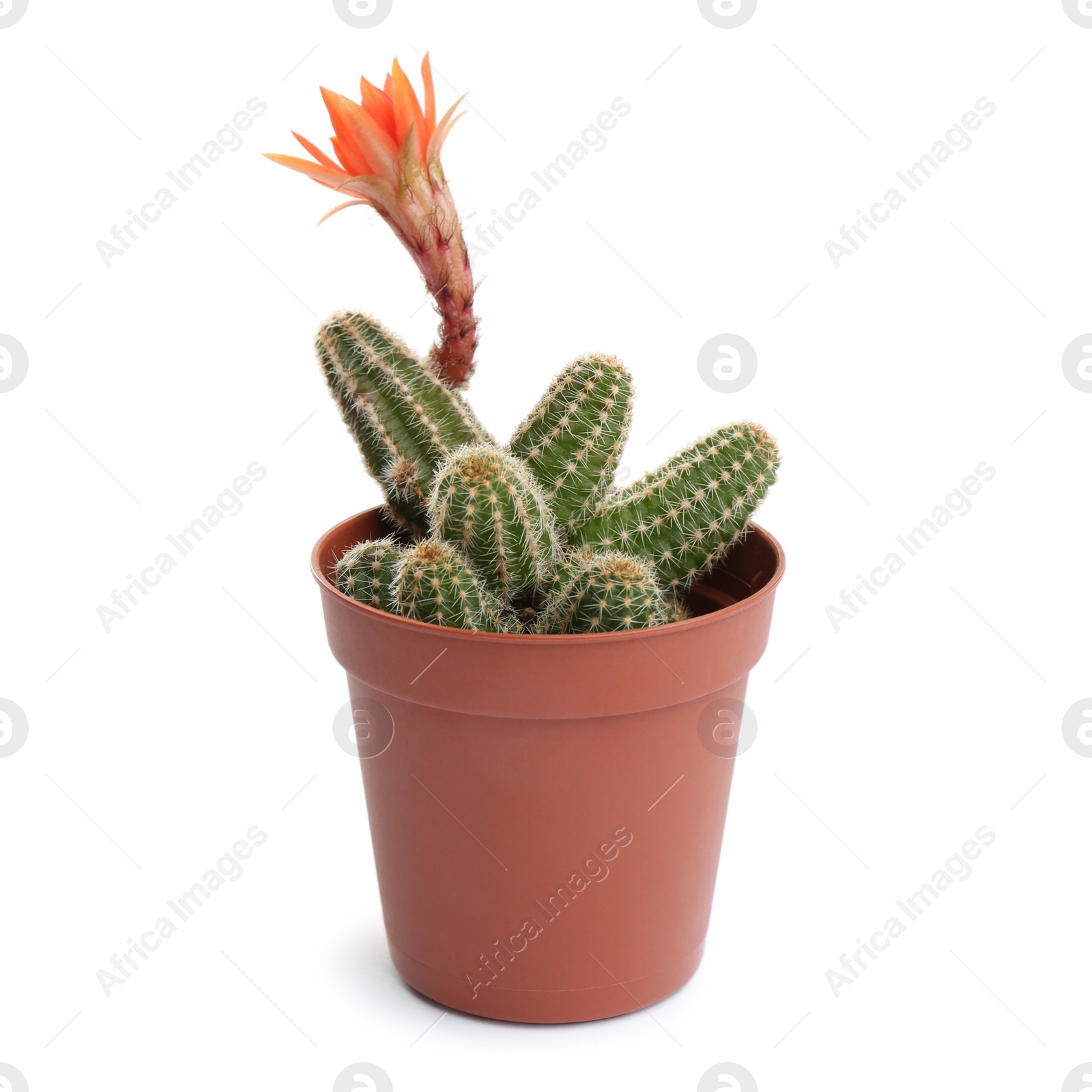 Photo of Cactus (Echinopsis chamaecereus) with beautiful red flower in pot on white background