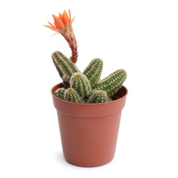 Cactus (Echinopsis chamaecereus) with beautiful red flower in pot on white background