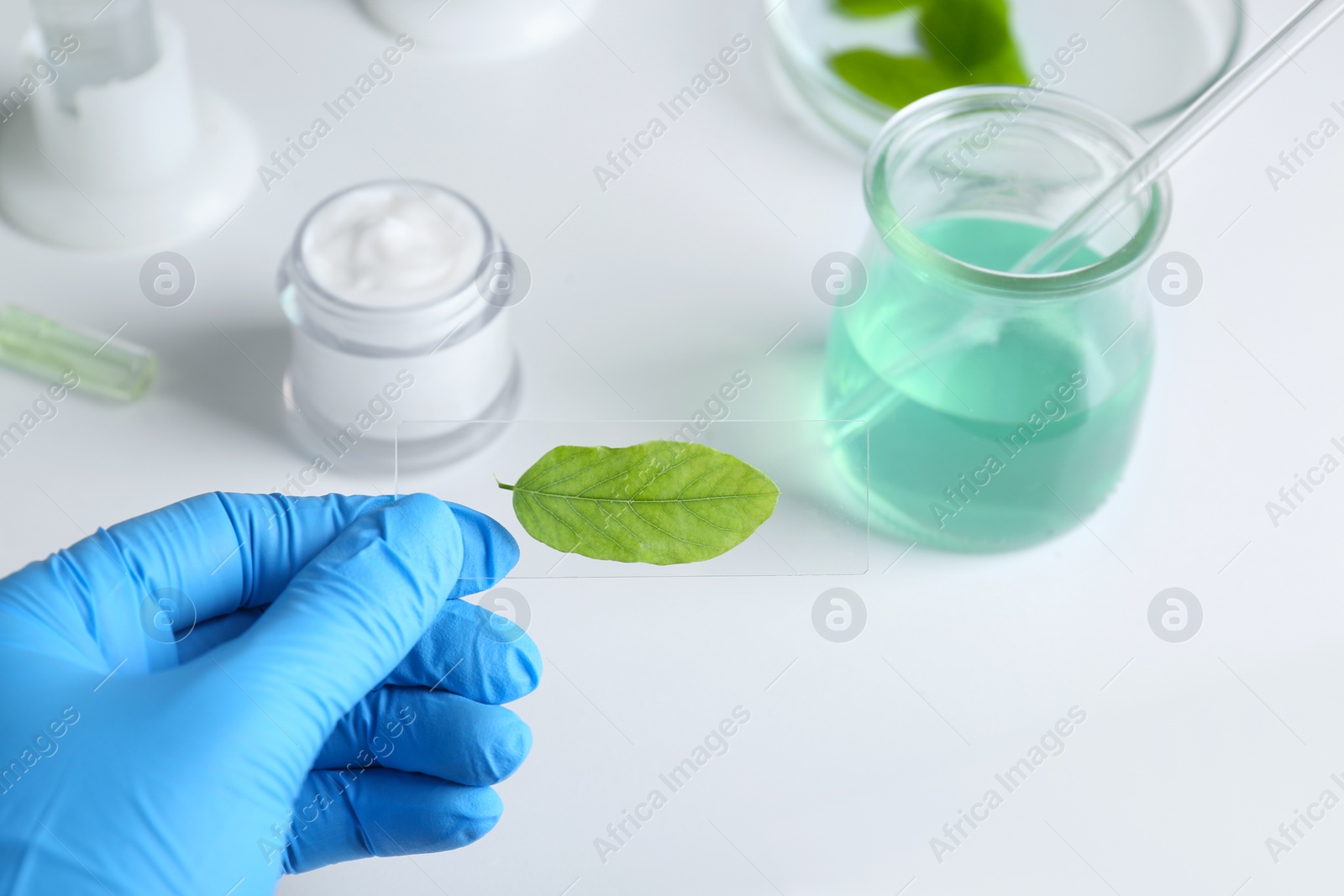 Photo of Scientist holding glass slide with leaf in laboratory, closeup