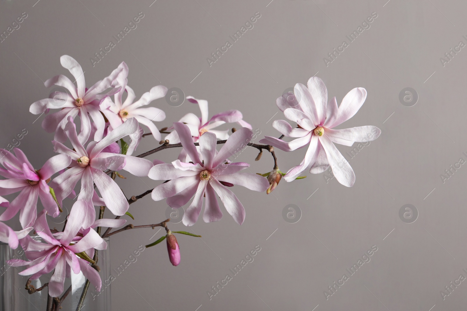 Photo of Magnolia tree branches with beautiful flowers in glass vase on grey background, closeup