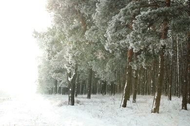 Beautiful forest covered with snow in winter