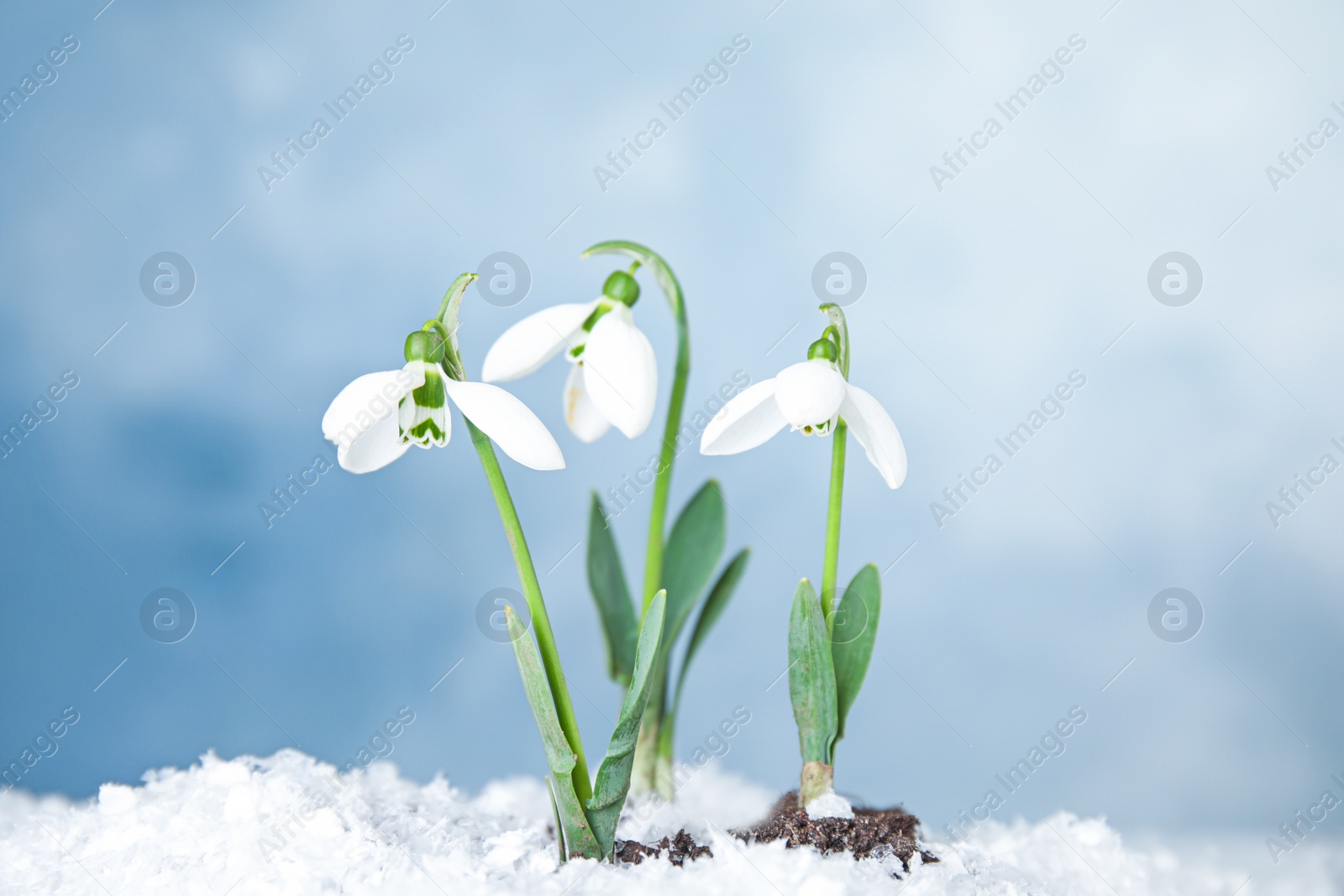 Photo of Fresh blooming snowdrop flowers growing through snow. Springtime