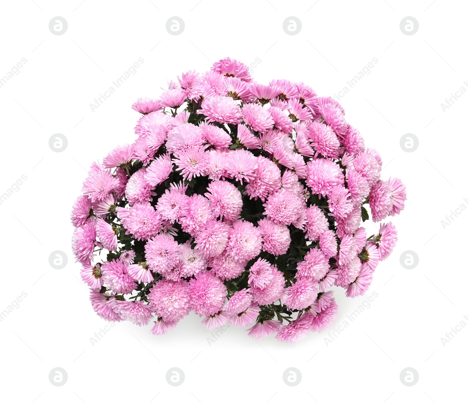 Photo of Beautiful lilac Chrysanthemum flowers isolated on white, top view