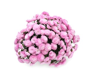 Beautiful lilac Chrysanthemum flowers isolated on white, top view