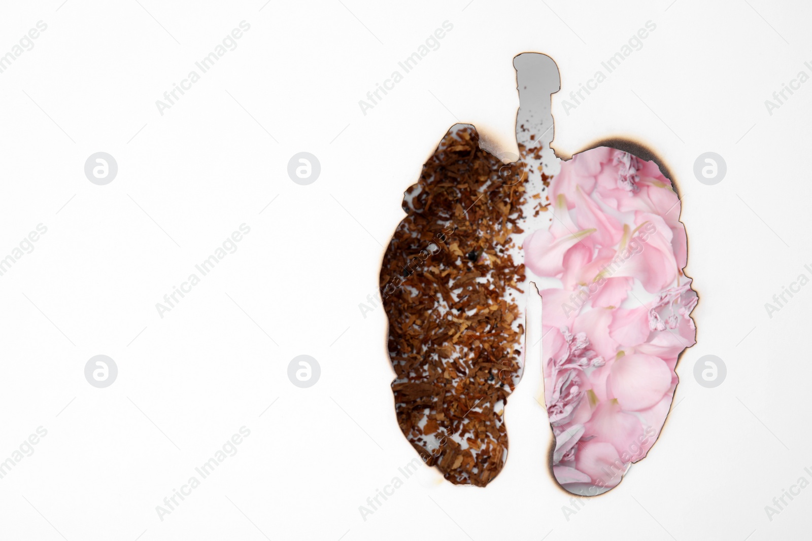 Photo of No smoking concept. Top view of flowers and dry tobacco through burned lungs shaped paper, space for text