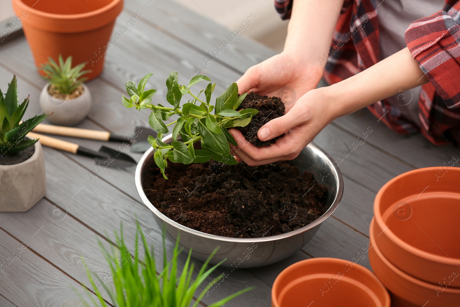 Photo of Transplanting. Woman with green plant and empty flower pots at gray wooden table, closeup