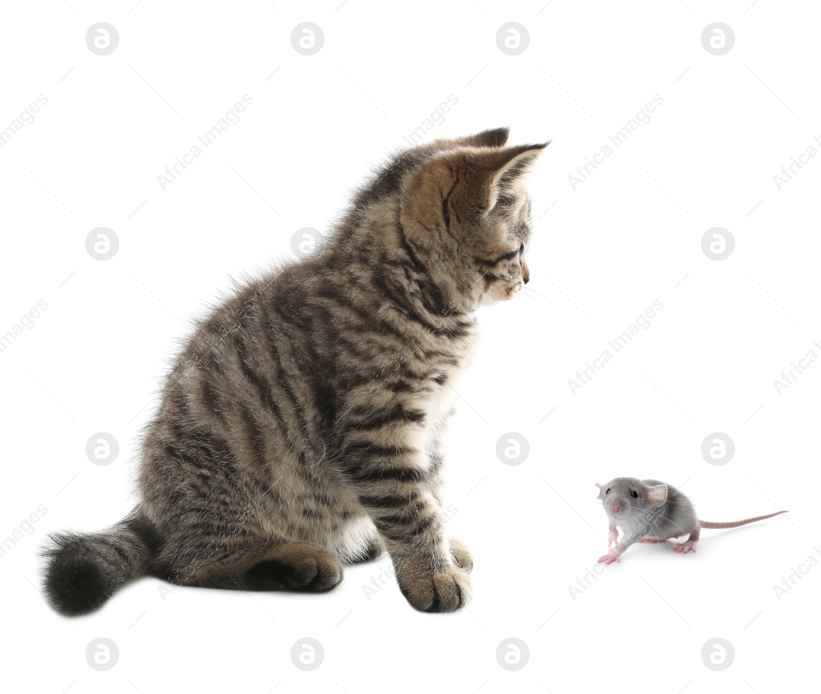 Image of Cute tabby kitten and rat on white background