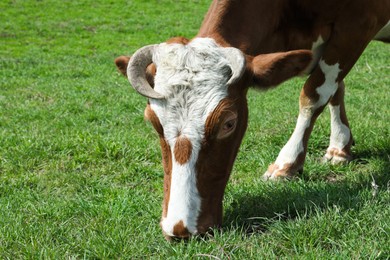 Beautiful cow grazing in green field. Farm animal