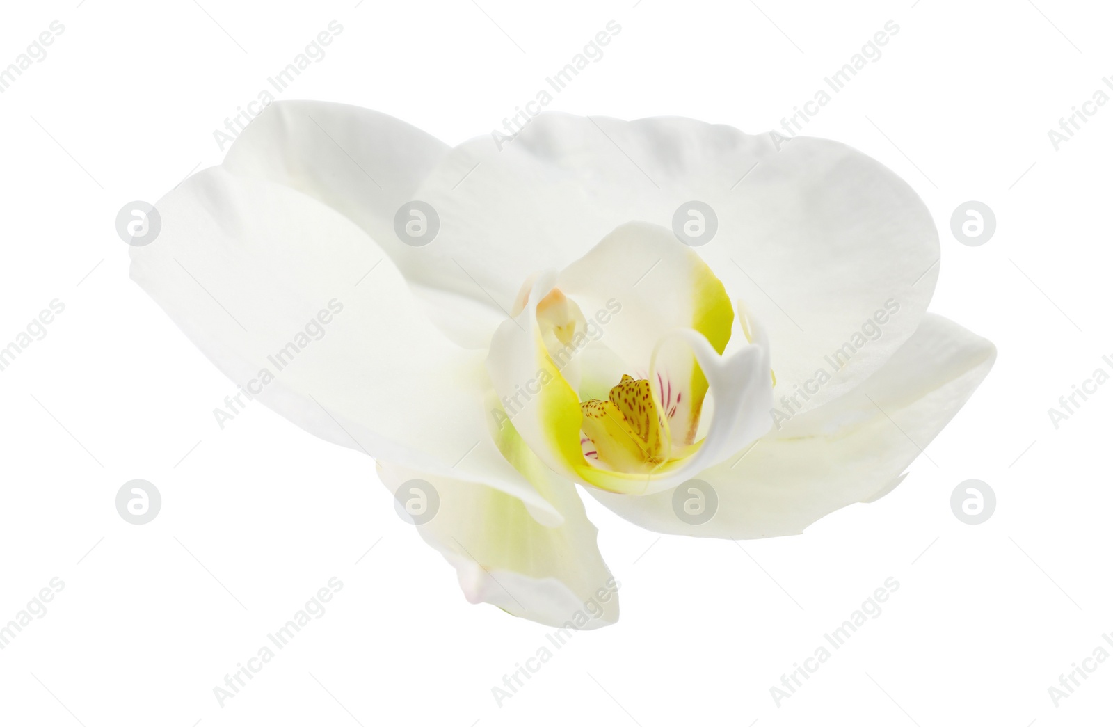 Photo of One beautiful orchid flower isolated on white