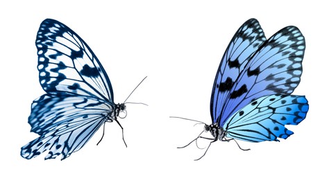 Image of Blue butterflies on white background. Beautiful insect