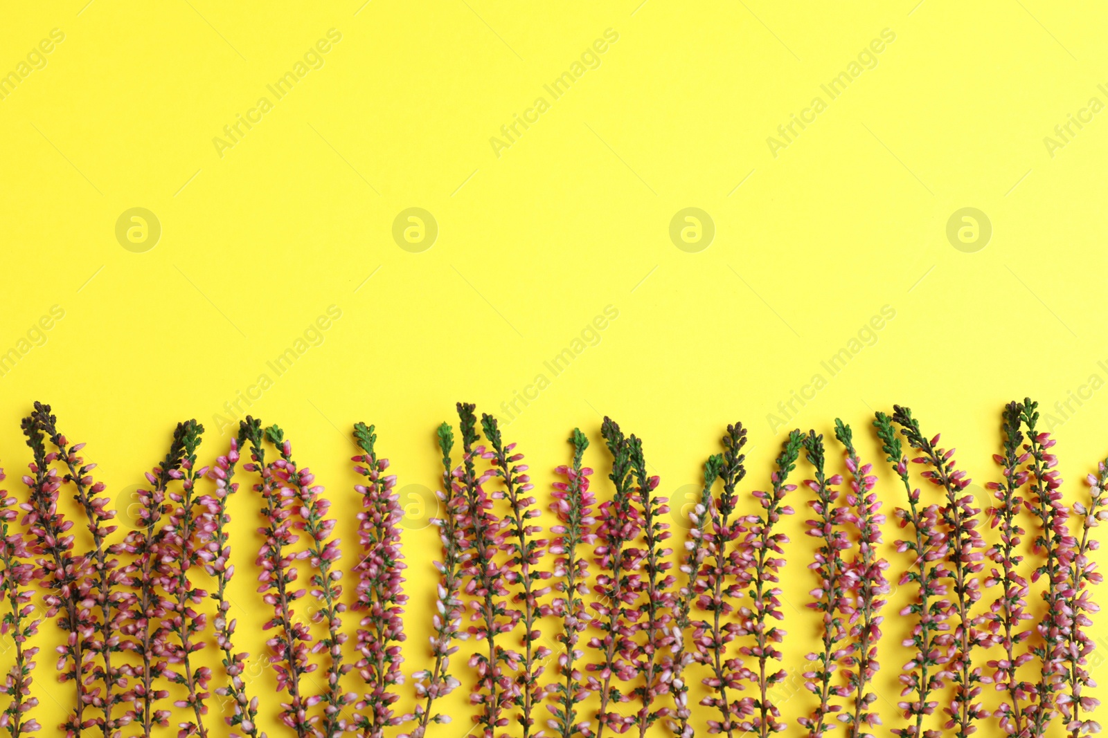 Photo of Heather branches with beautiful flowers on yellow background, flat lay. Space for text