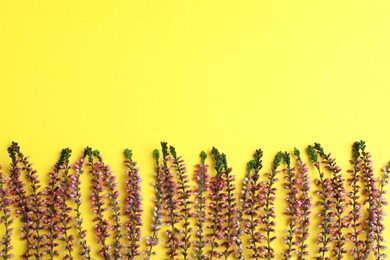 Heather branches with beautiful flowers on yellow background, flat lay. Space for text