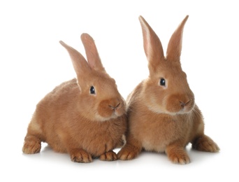 Cute bunnies isolated on white. Easter symbol