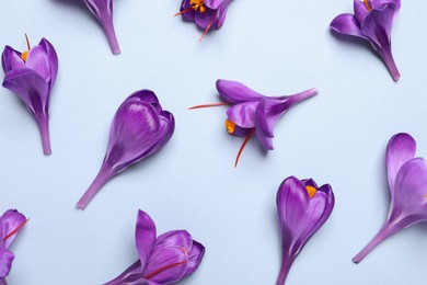 Photo of Beautiful Saffron crocus flowers on light blue background, flat lay