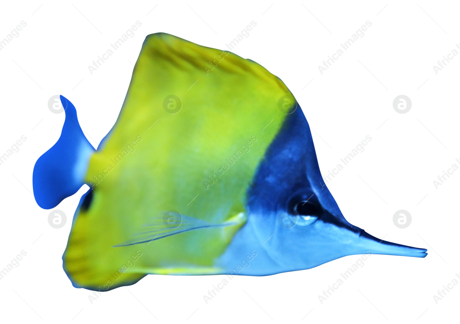 Image of Beautiful yellow longnose butterfly fish on white background