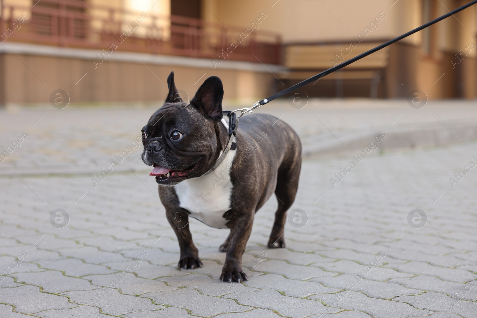 Photo of Cute French Bulldog walking on leash outdoors