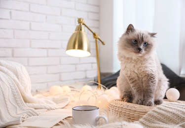 Photo of Birman cat at home, space for text. Cute pet
