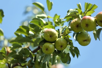 Photo of Branch of tree with pears and foliage in garden