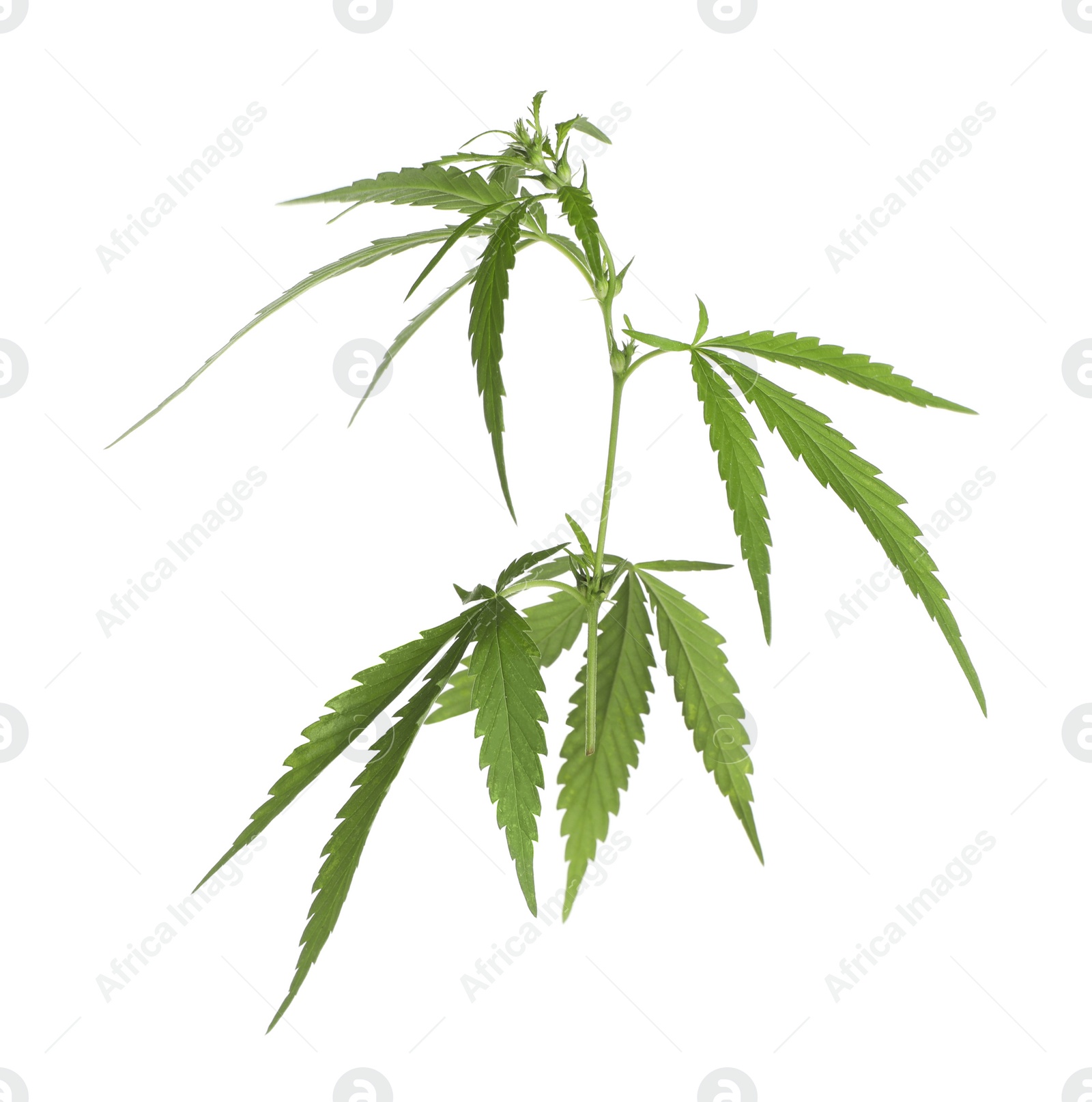 Photo of Lush green hemp plant isolated on white