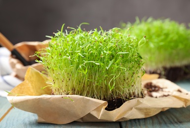 Fresh organic microgreen on light blue wooden table, closeup