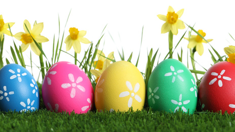 Photo of Colorful Easter eggs and daffodil flowers in green grass against white background