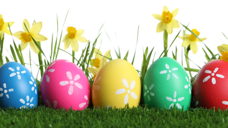 Colorful Easter eggs and daffodil flowers in green grass against white background