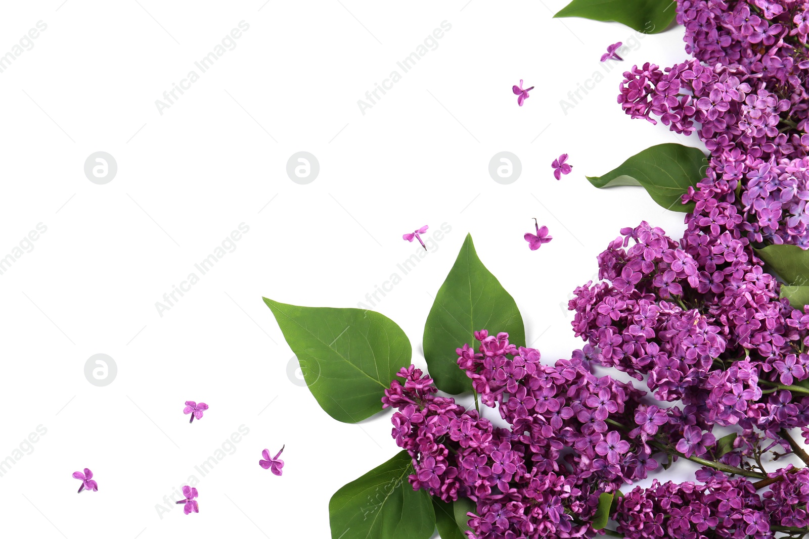 Photo of Flat lay composition with beautiful lilac flowers on white background. Space for text