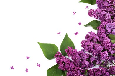 Photo of Flat lay composition with beautiful lilac flowers on white background. Space for text