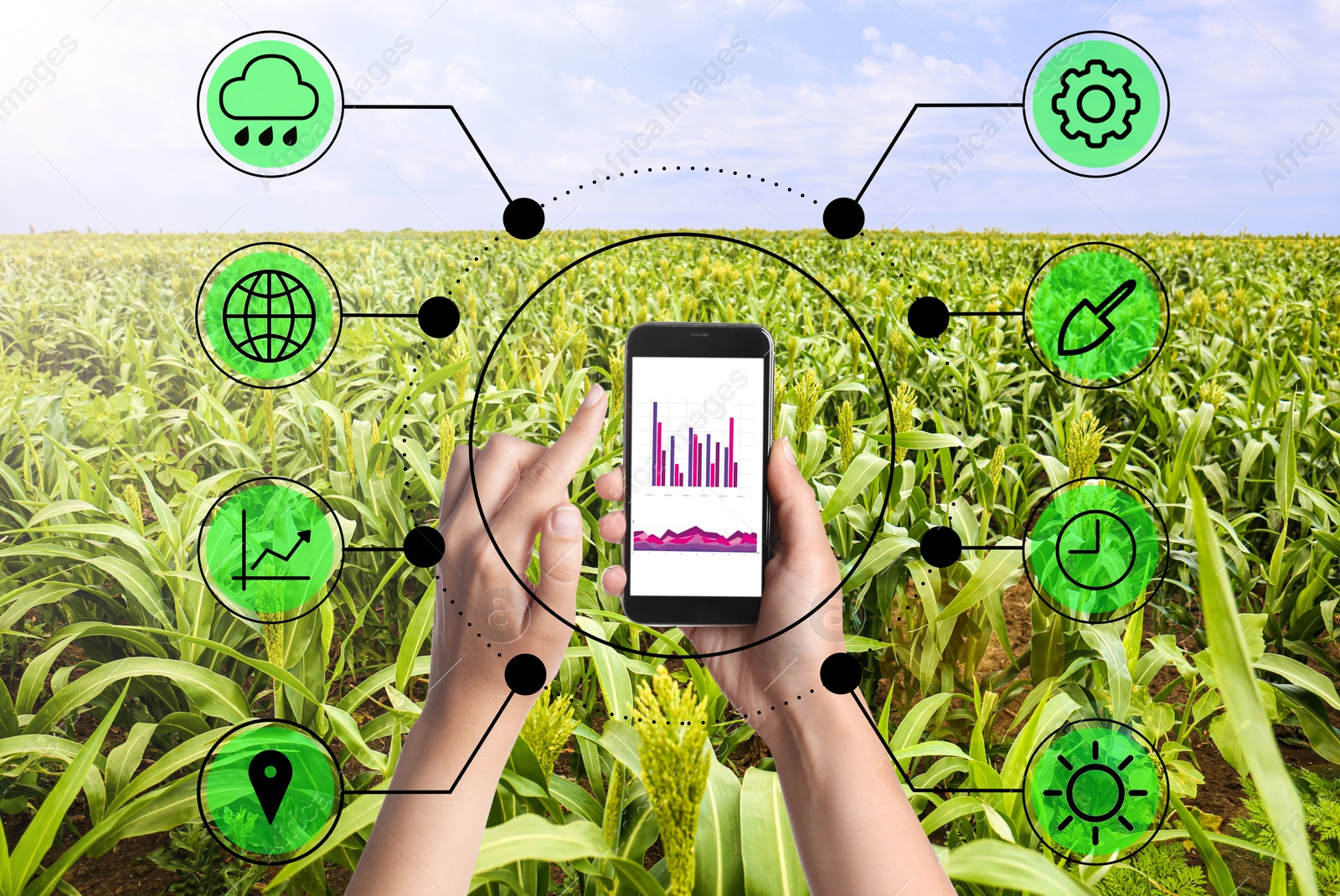 Image of Modern agriculture. Woman with smartphone in corn field and icons, closeup