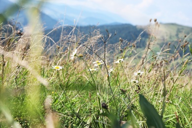 Photo of Field with meadow flowers on bright sunny day