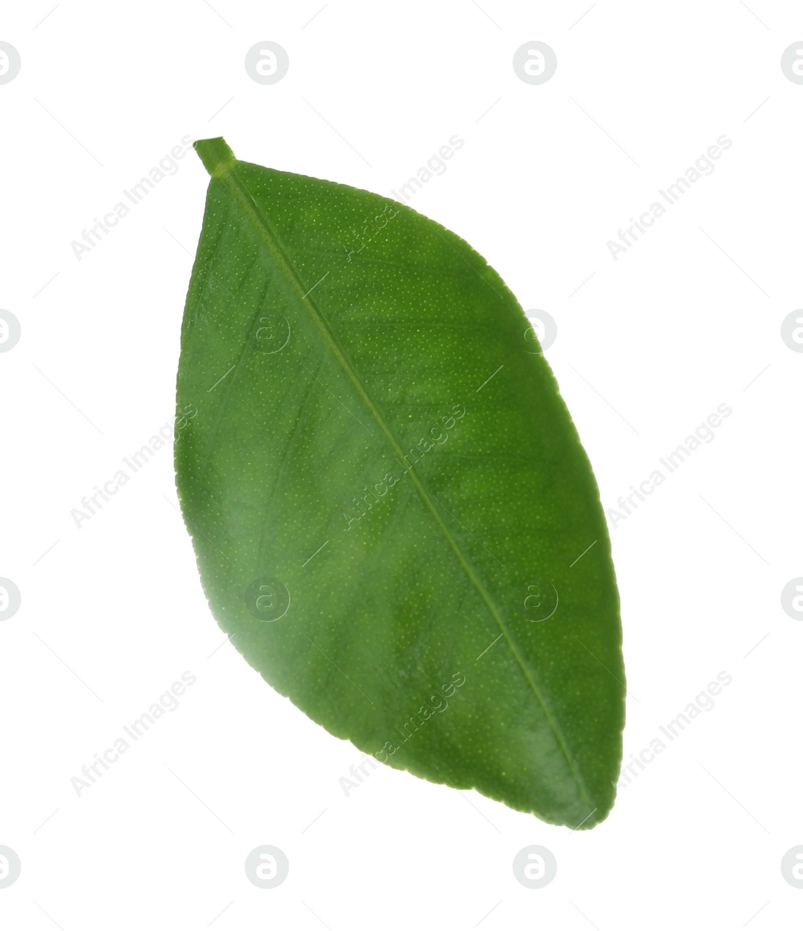 Photo of Fresh green orange leaf isolated on white